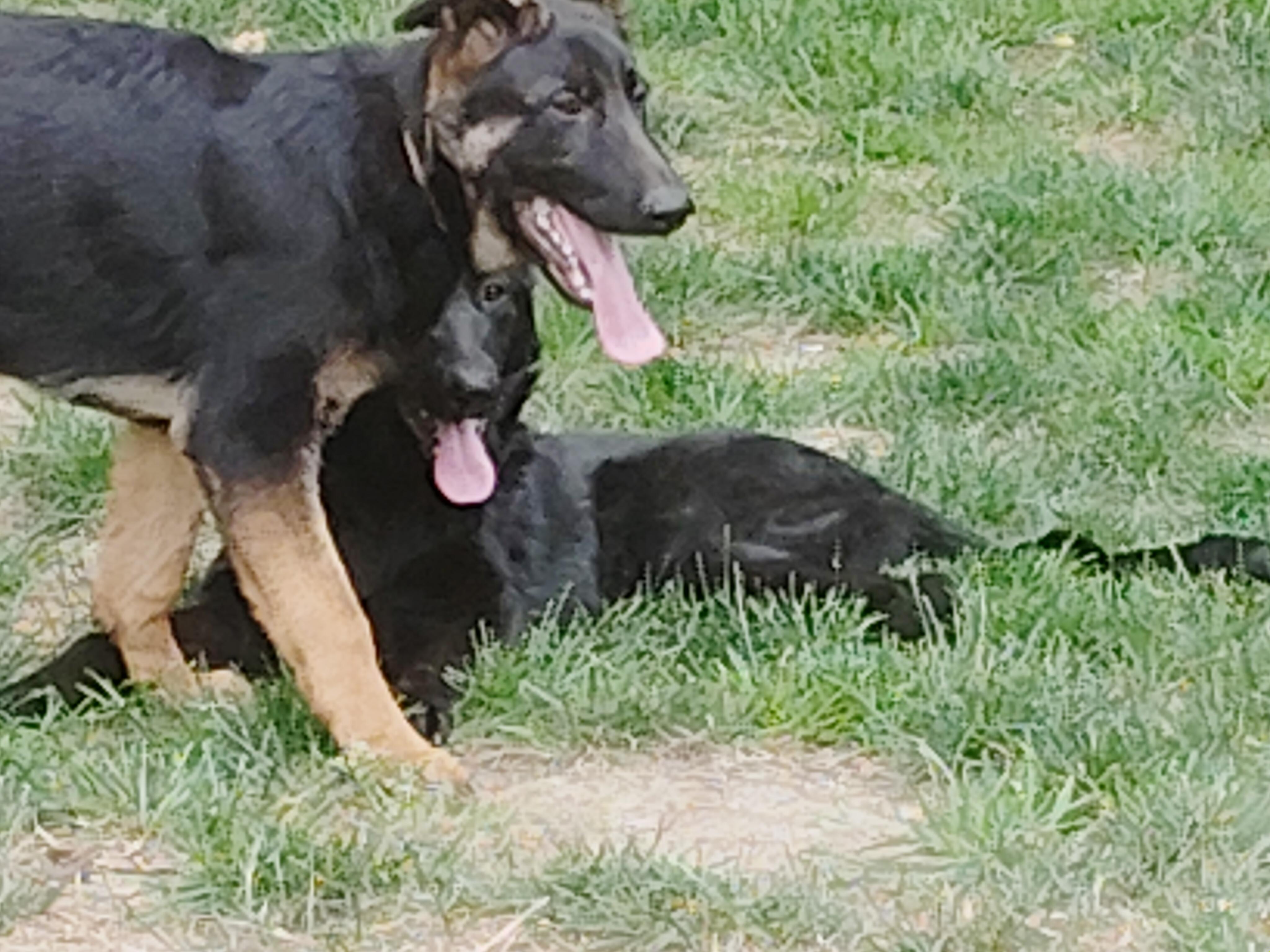 CHOPPER - Pick of the litter, a ADOPTABLE German Shepherd Dog in Wilmington, DE image 6/6