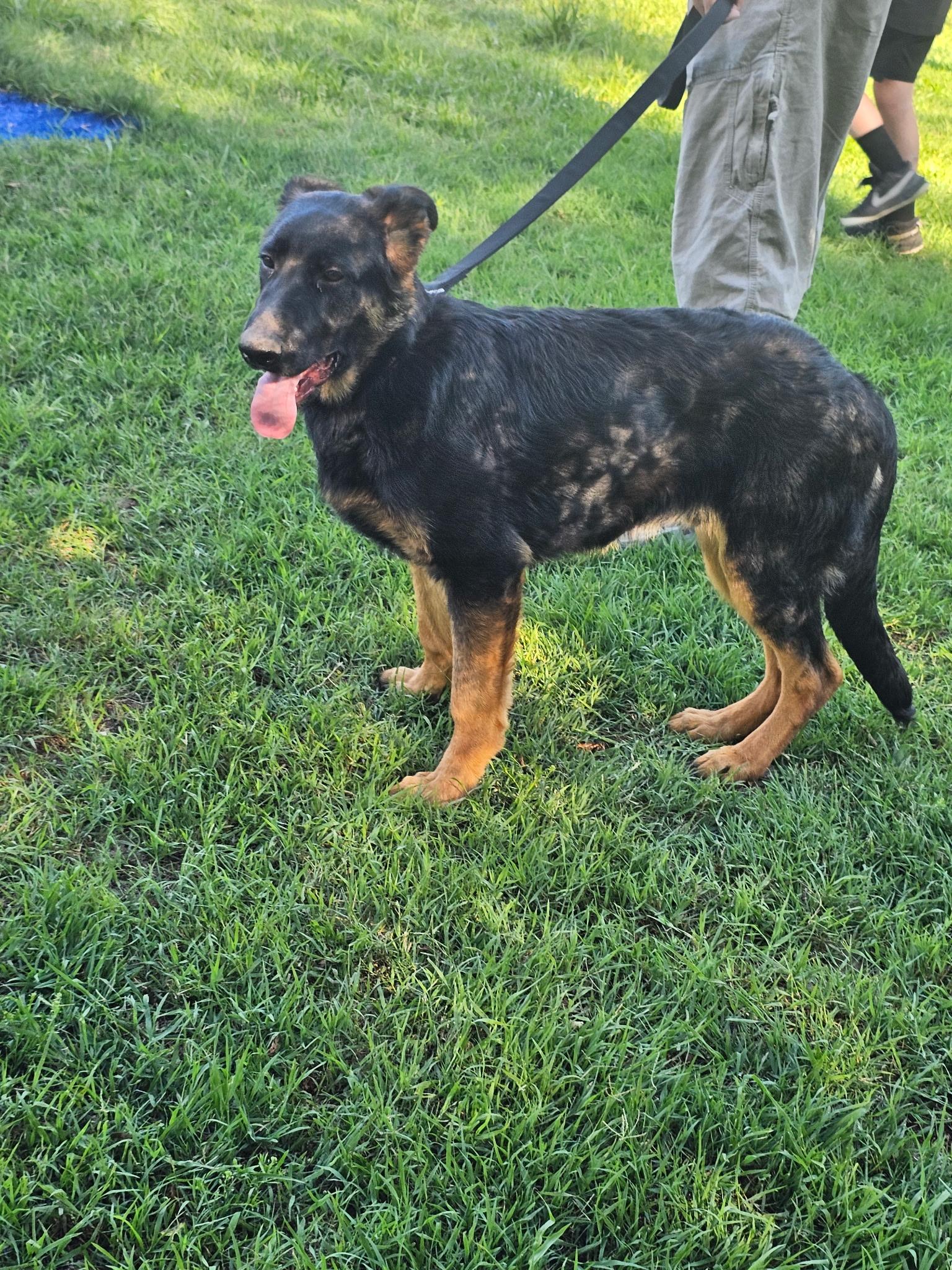 CHOPPER - Pick of the litter, a ADOPTABLE German Shepherd Dog in Wilmington, DE image 4/6