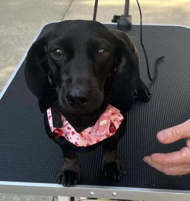 Enlarge Nala, an adoption pending Dachshund in Colleyville, TX image 2/6