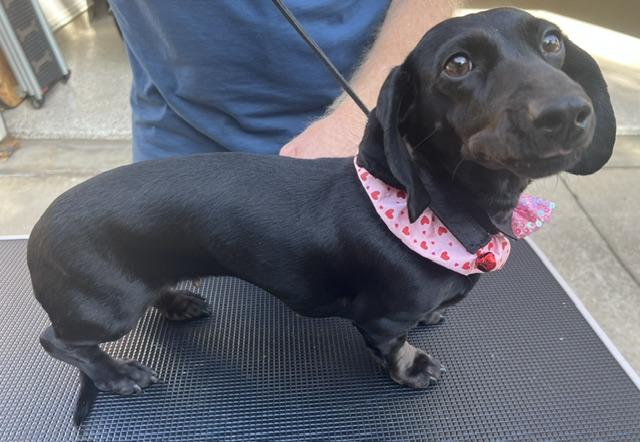 Enlarge Nala, an adoption pending Dachshund in Colleyville, TX image 6/6