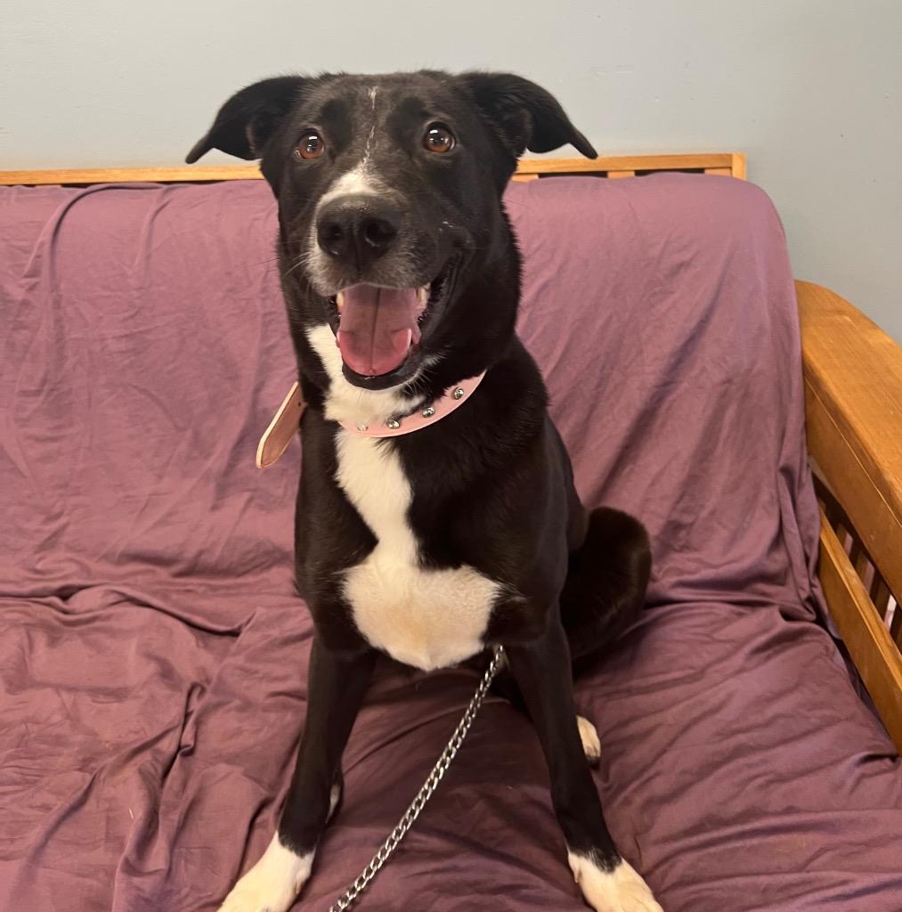 Enlarge Astrid, a Adoptable mixed breed in Marion, OH image 1/3