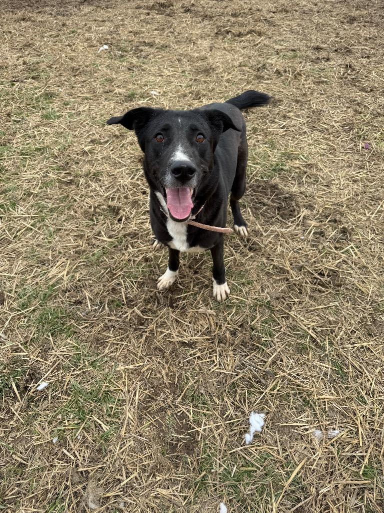 Enlarge Astrid, a Adoptable mixed breed in Marion, OH image 3/3