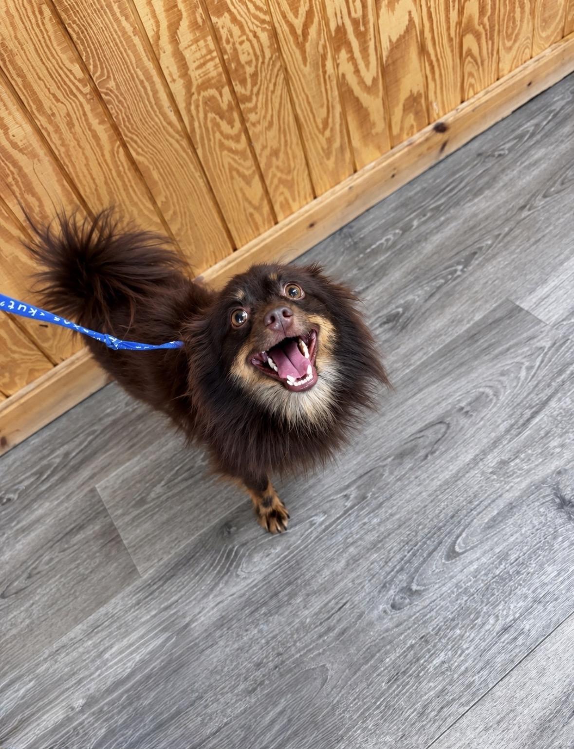 Enlarge Pablo, a Adoptable mixed breed in Suffern, NY image 4/4