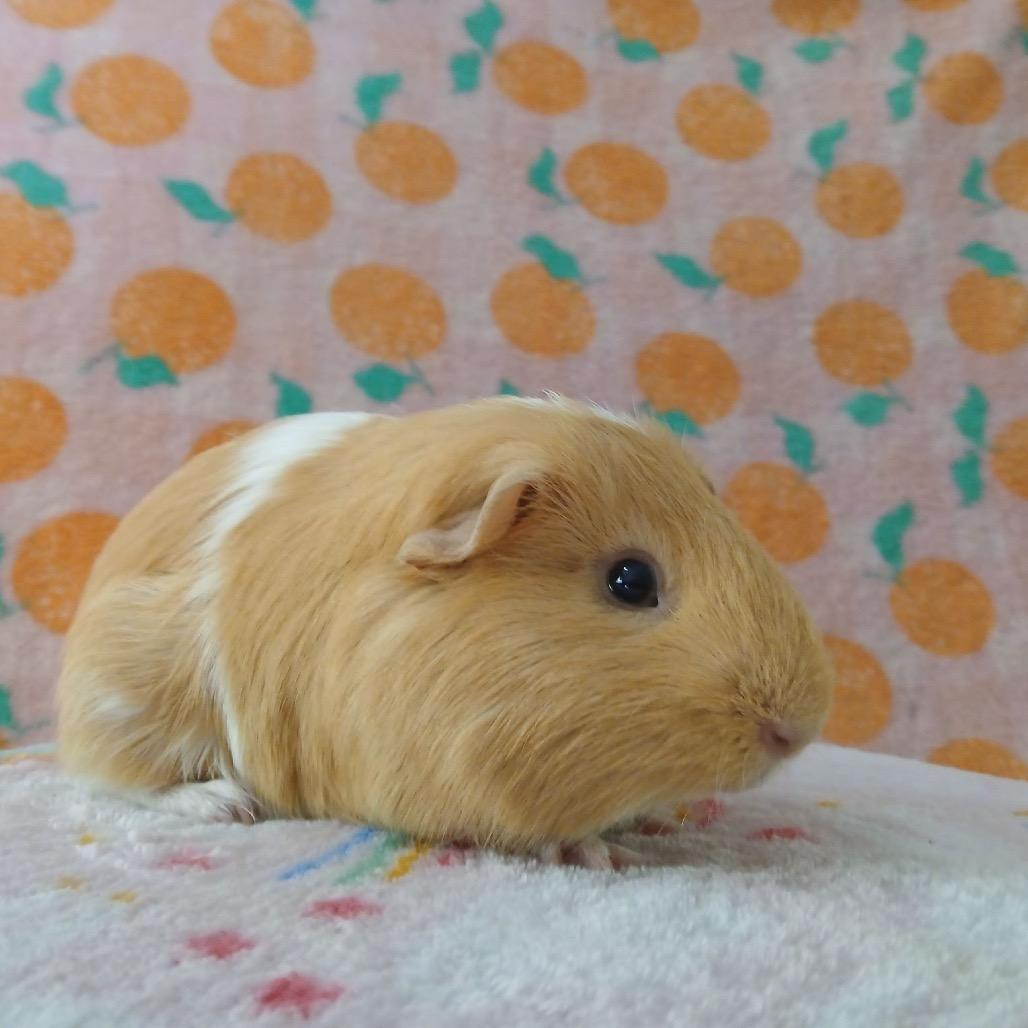Enlarge Chip, a Adoptable Guinea Pig in Las Vegas, NV image 1/4