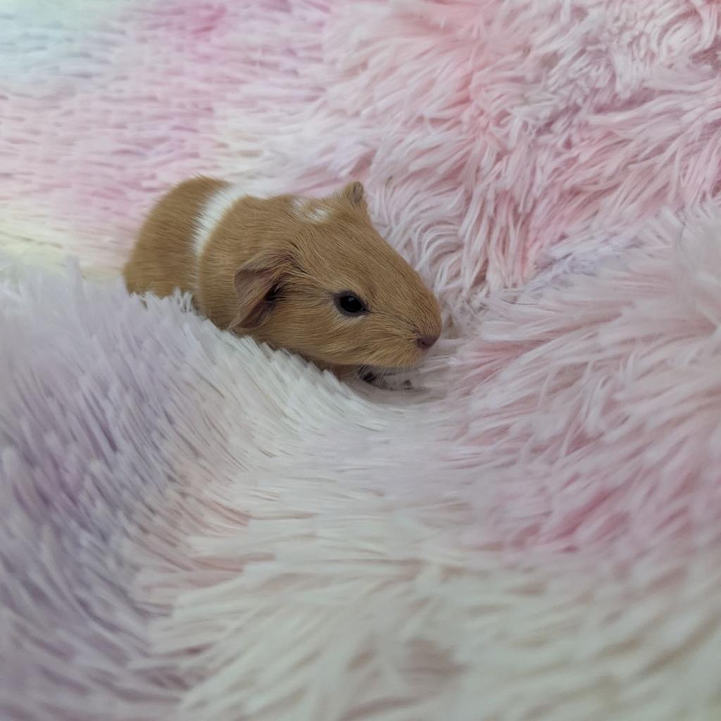 Enlarge Chip, a Adoptable Guinea Pig in Las Vegas, NV image 2/4