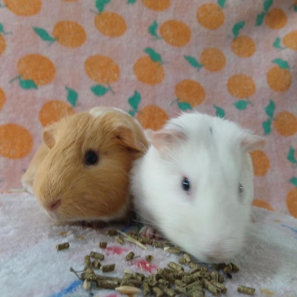 Enlarge Chip, a Adoptable Guinea Pig in Las Vegas, NV image 3/4
