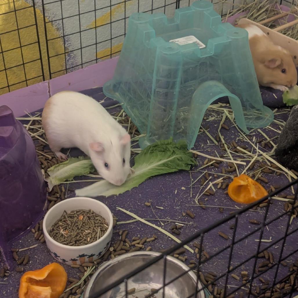 Enlarge Chip, a Adoptable Guinea Pig in Las Vegas, NV image 4/4
