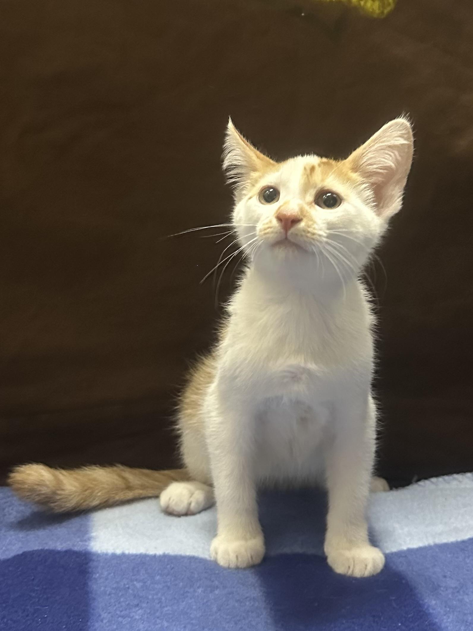 Azriel, a Adoptable Domestic Short Hair in Riverside, CA image 3/3