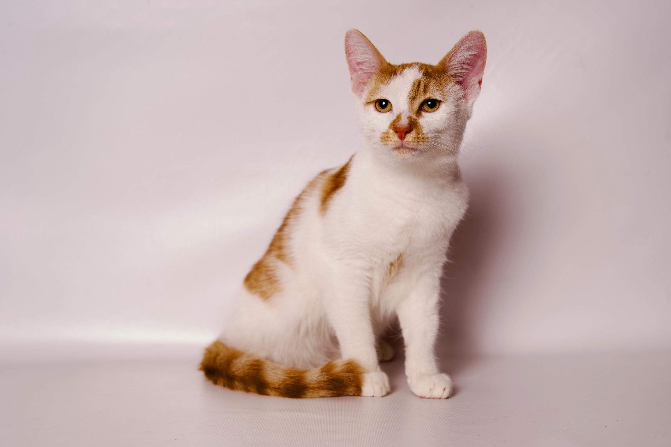 Azriel, a Adoptable Domestic Short Hair in Riverside, CA image 1/4