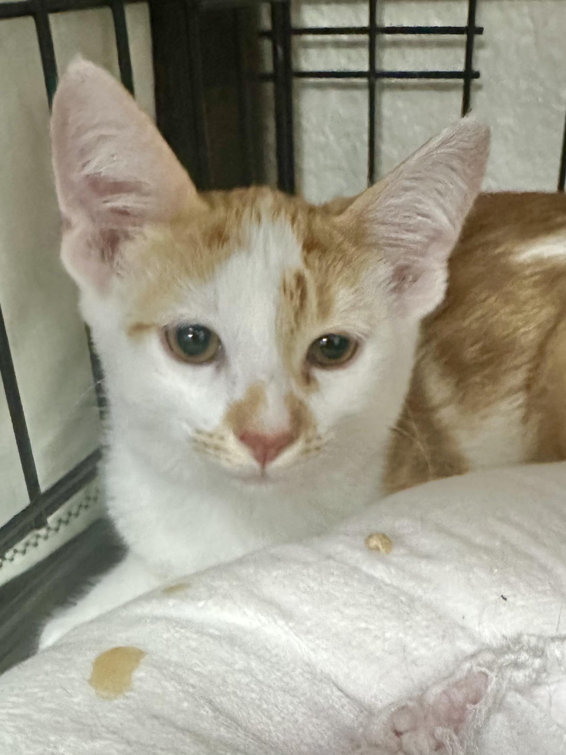 Azriel, a Adoptable Domestic Short Hair in Riverside, CA image 1/3