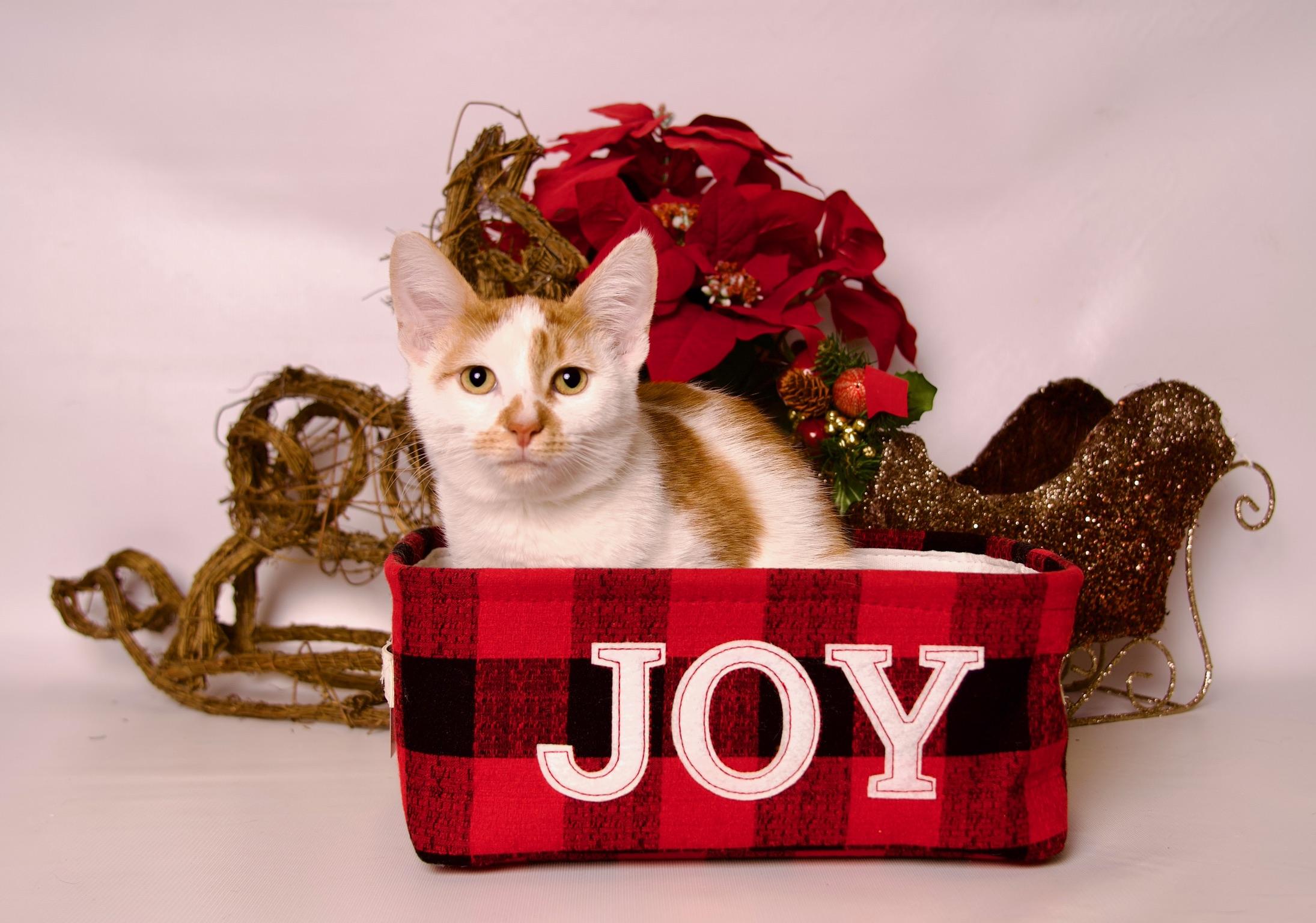 Azriel, a Adoptable Domestic Short Hair in Riverside, CA image 2/4