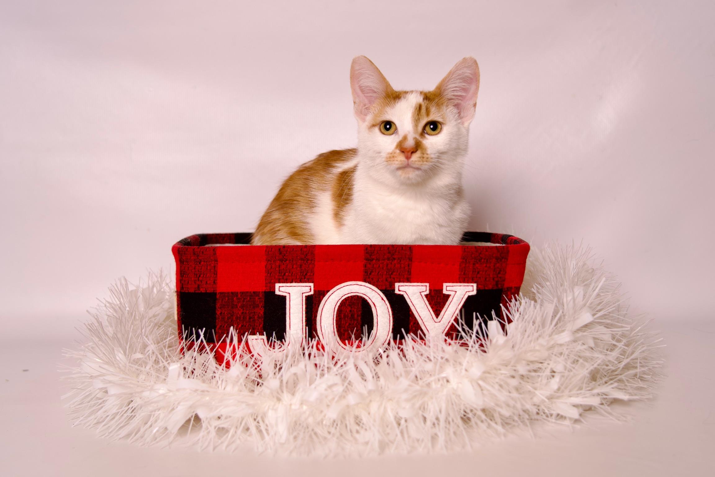 Azriel, a Adoptable Domestic Short Hair in Riverside, CA image 3/4