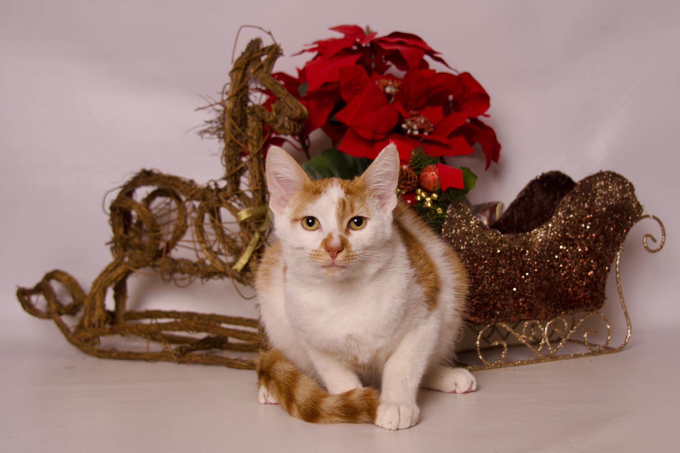 Azriel, a Adoptable Domestic Short Hair in Riverside, CA image 4/4