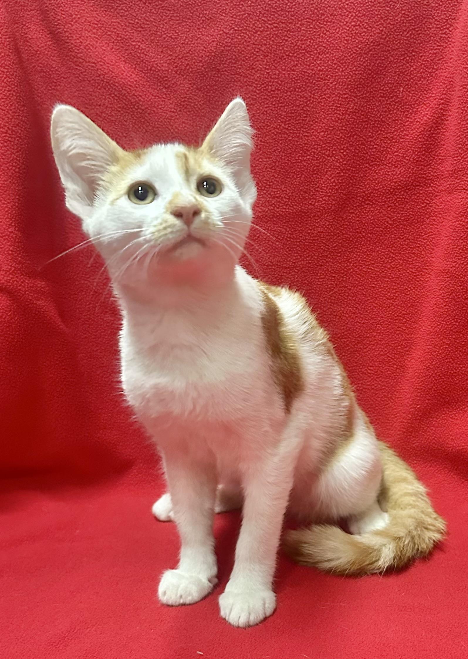 Azriel, a Adoptable Domestic Short Hair in Riverside, CA image 2/3