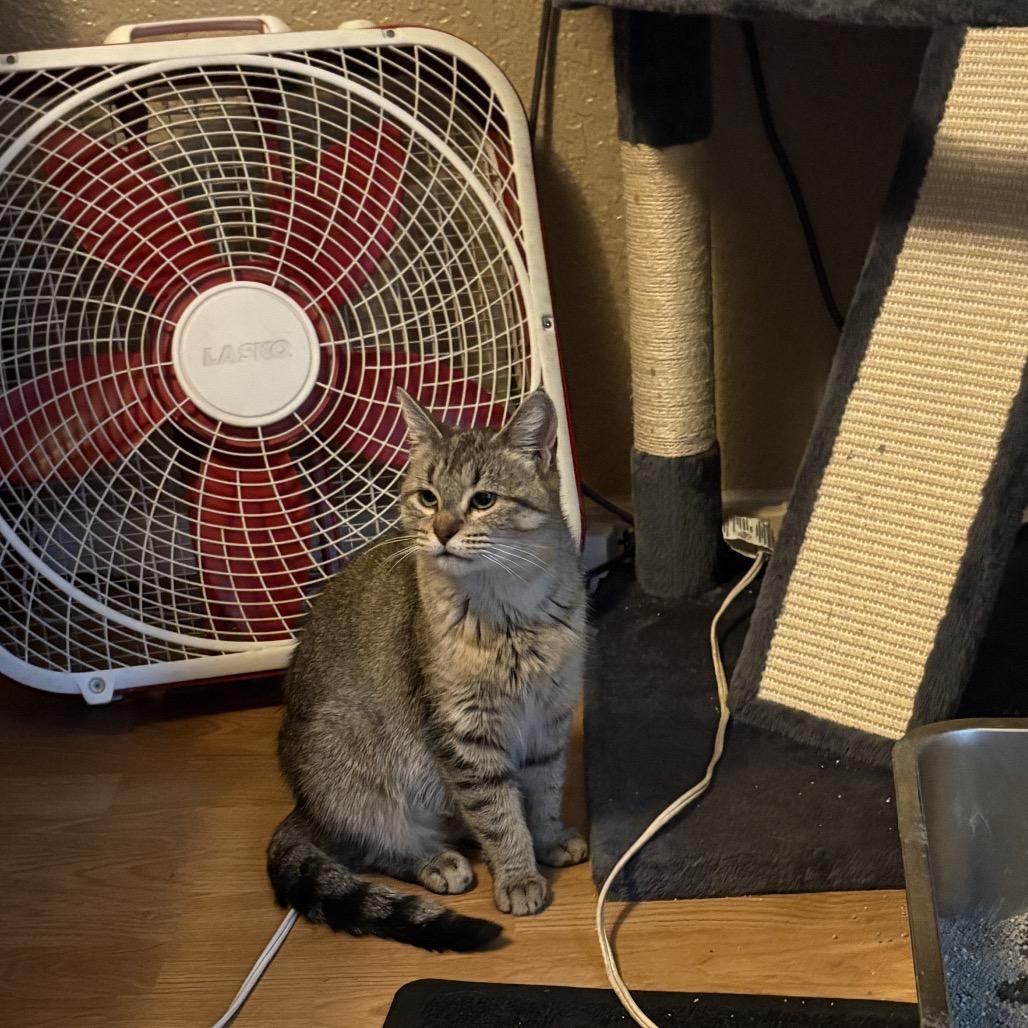 Luna, a Adoptable Domestic Short Hair in Ferndale, WA image 2/3