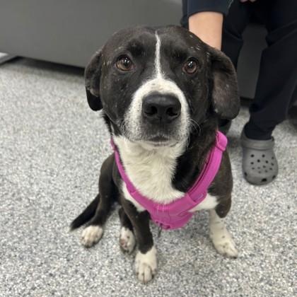 Myron, adoptable, Adult Male Mixed Breed.