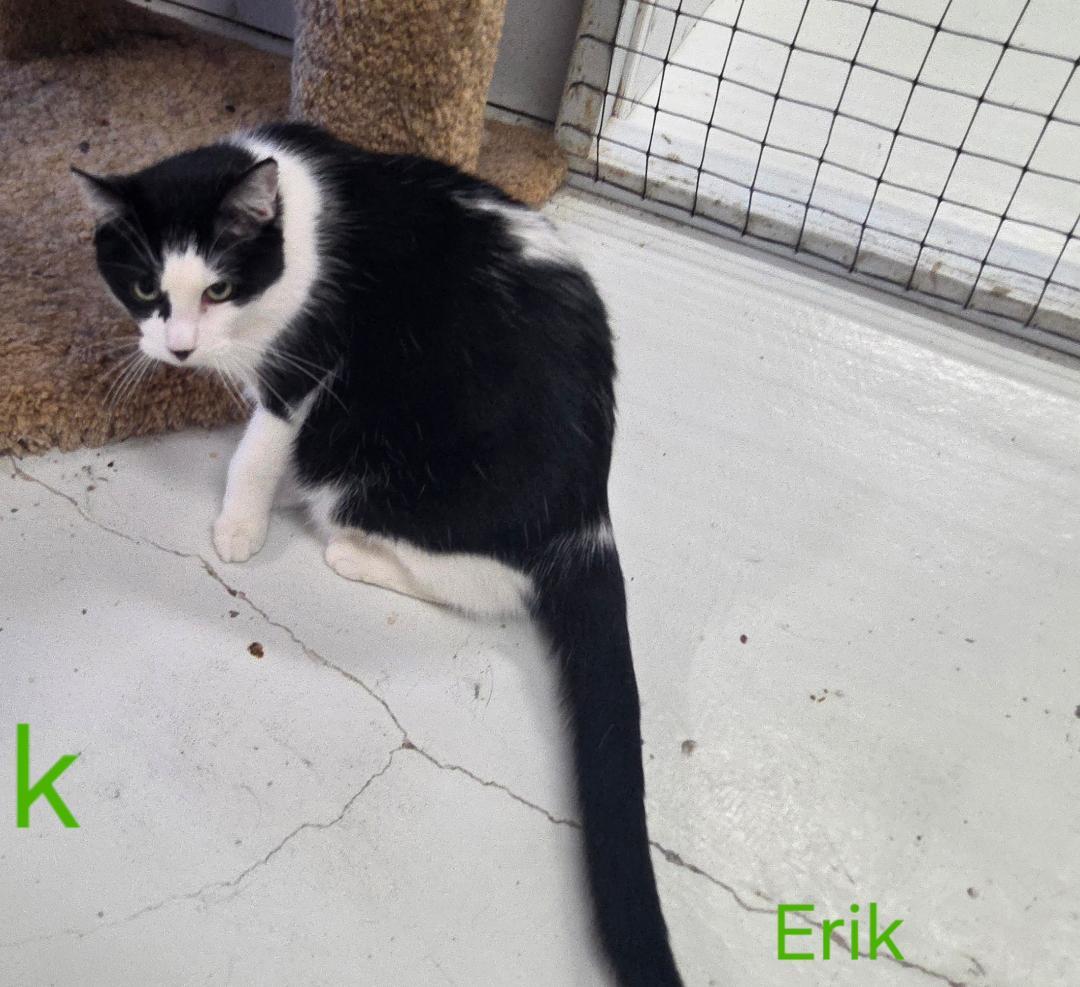 Enlarge Erik, an adoptable mixed breed in Las Cruces, NM image 2/3