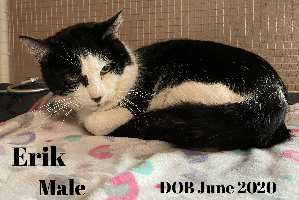 Enlarge Erik, an adoptable mixed breed in Las Cruces, NM image 3/3