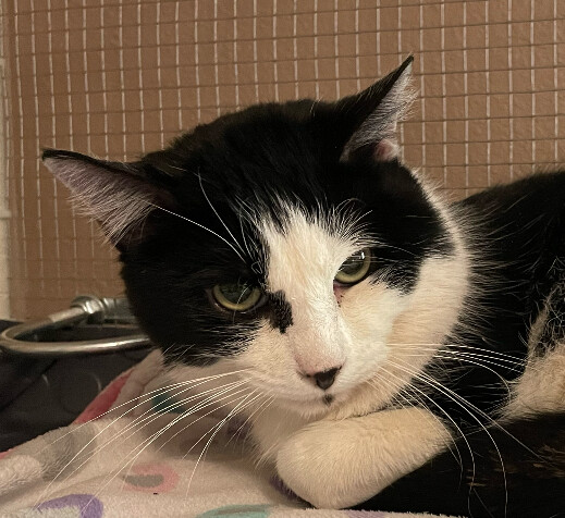Erik, Adult Male Tuxedo