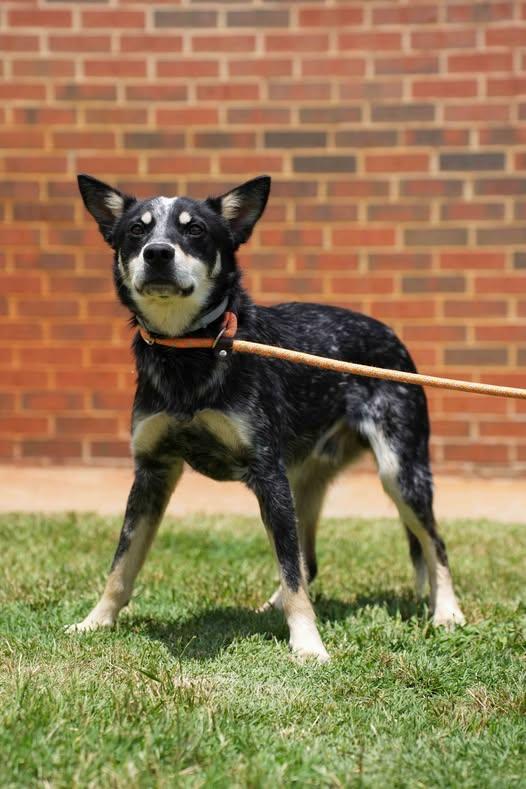 Prescott, a ADOPTABLE Australian Cattle Dog / Blue Heeler in Stillwater, OK image 2/2