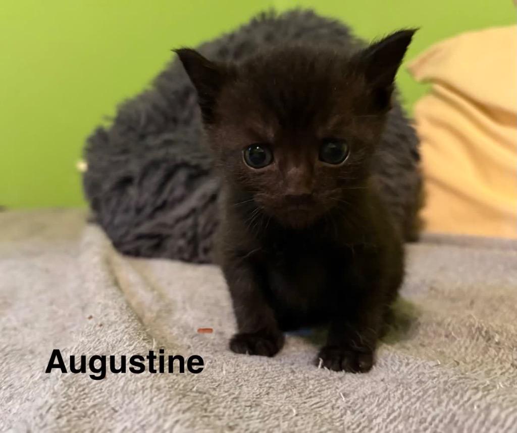 Augustine, Adoptable, Kitten Male Domestic Short Hair.