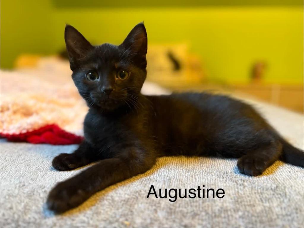 Enlarge Augustine, a Adoptable mixed breed in Johnson City, TN image 2/5