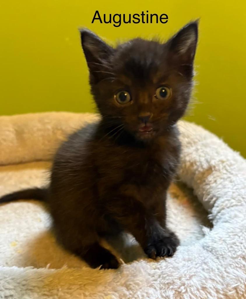 Enlarge Augustine, a Adoptable mixed breed in Johnson City, TN image 3/5