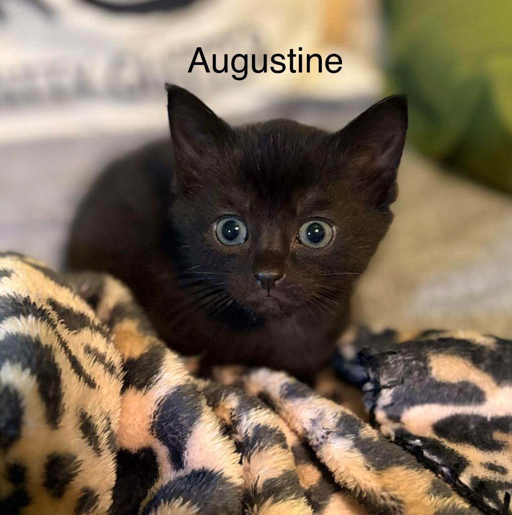 Enlarge Augustine, a Adoptable mixed breed in Johnson City, TN image 4/5