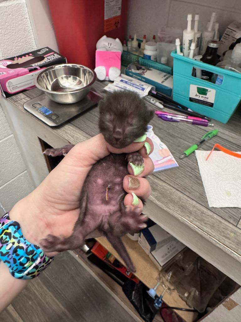 Enlarge Augustine, a Adoptable mixed breed in Johnson City, TN image 5/5