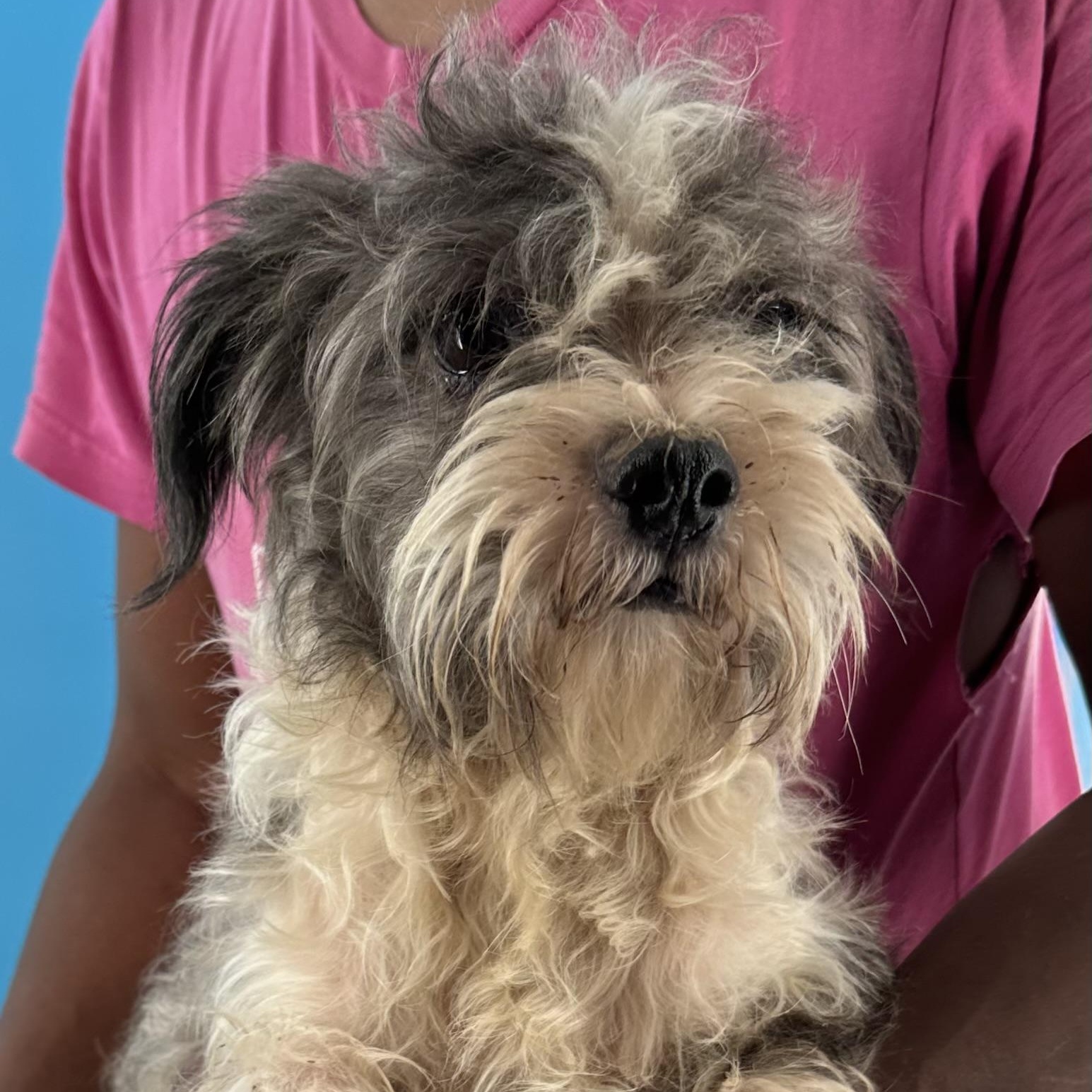 Tut - Local August 28-30, adoptable, Adult Male Poodle.