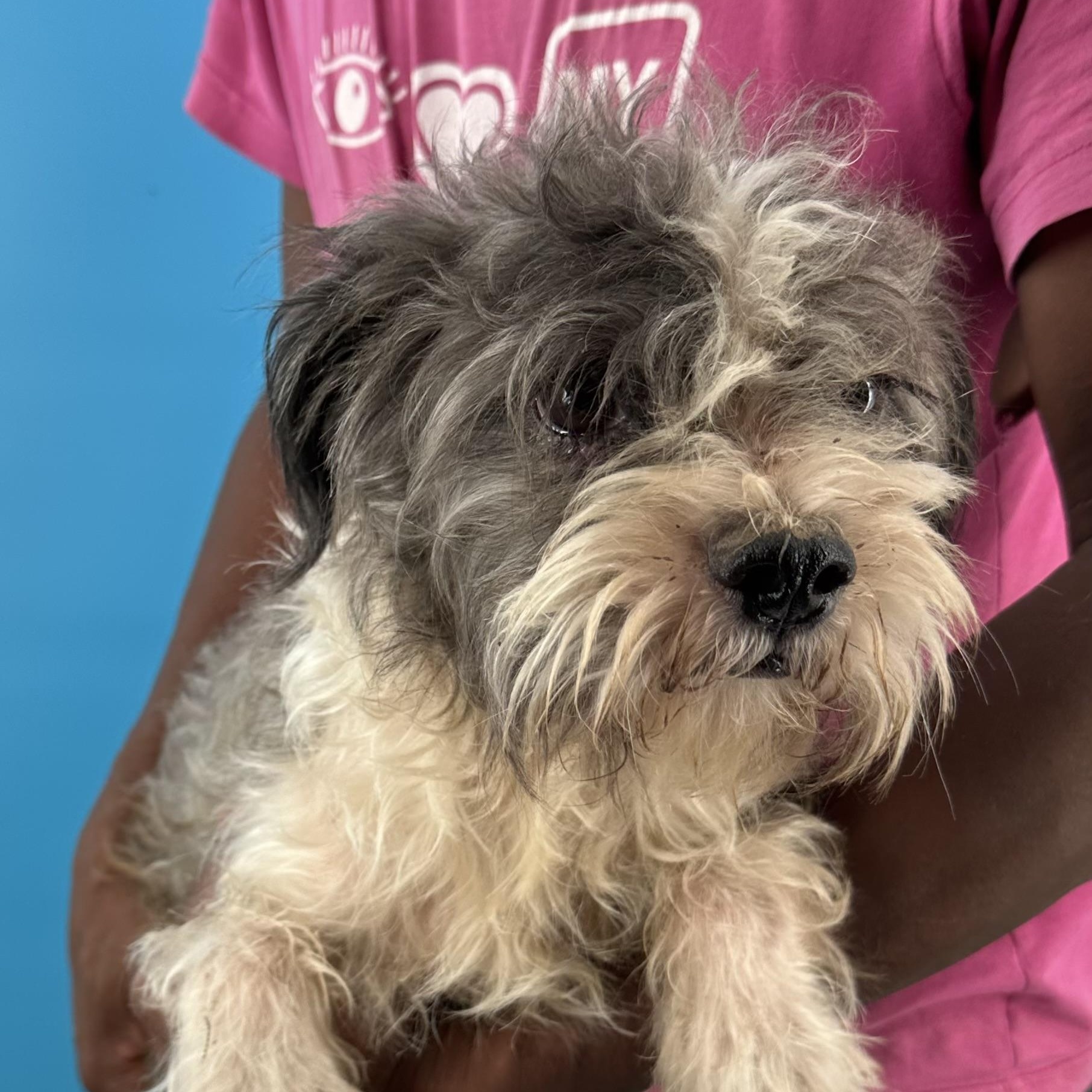 Tut - Local August 28-30, an adoptable mixed breed in Happy Valley , OR image 5/6
