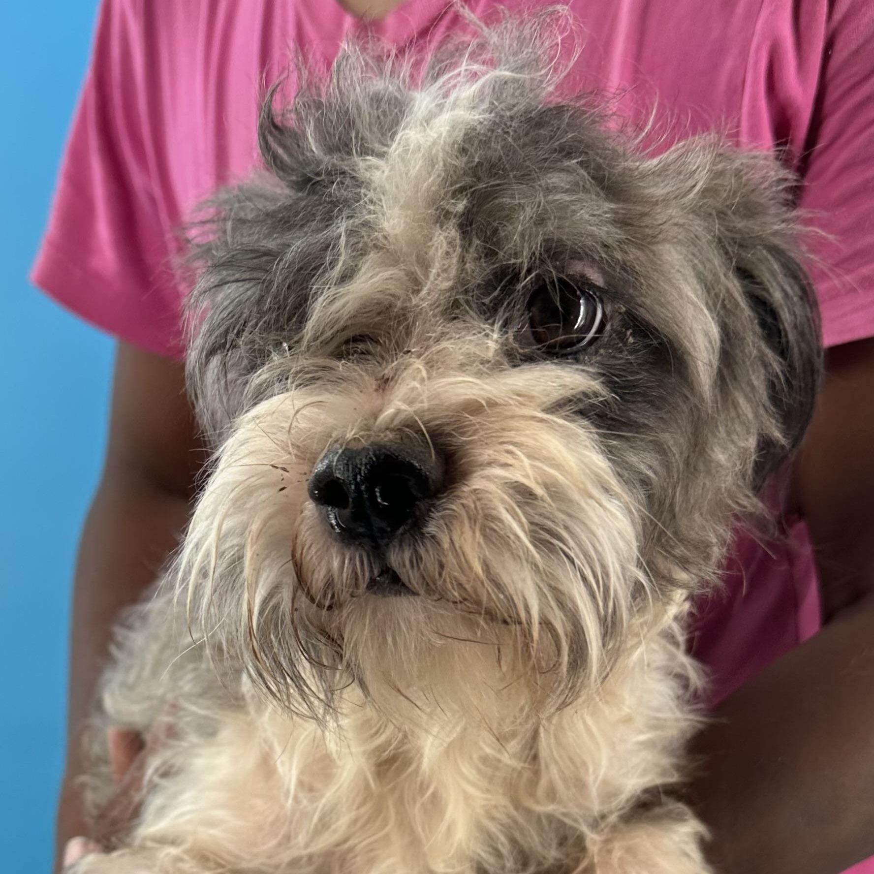 Tut - Local August 28-30, an adoptable mixed breed in Happy Valley , OR image 4/6