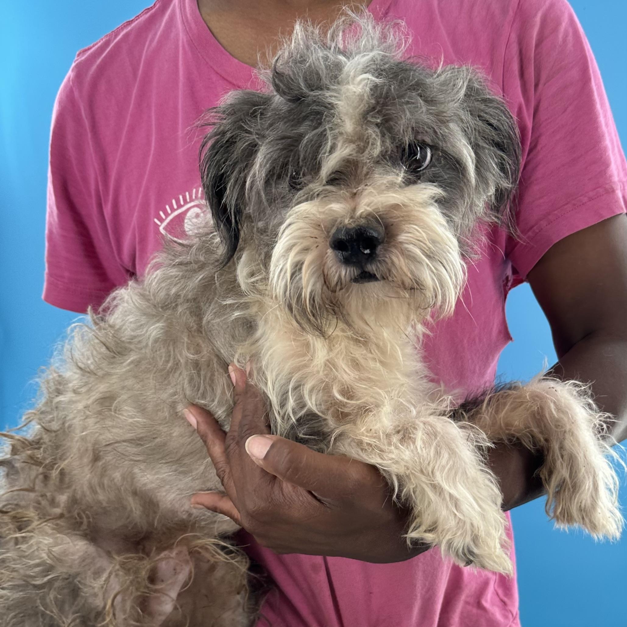 Tut - Local August 28-30, an adoptable mixed breed in Happy Valley , OR image 6/6