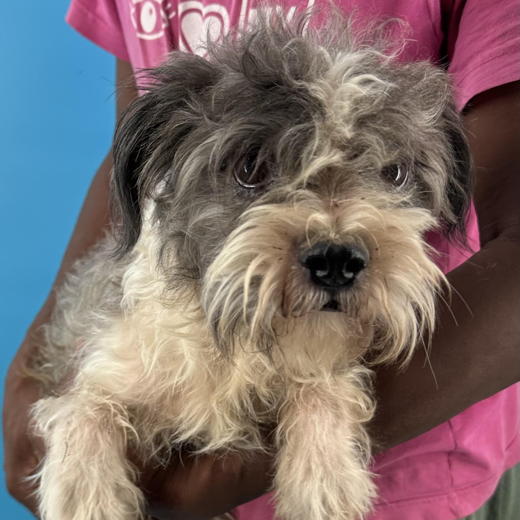 Tut - Local August 28-30, an adoptable mixed breed in Happy Valley , OR image 3/6
