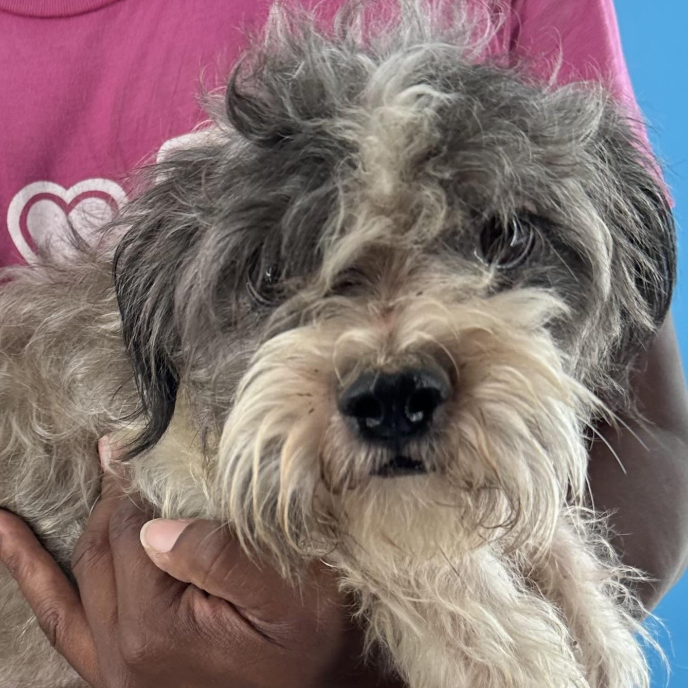 Tut - Local August 28-30, an adoptable mixed breed in Happy Valley , OR image 2/6