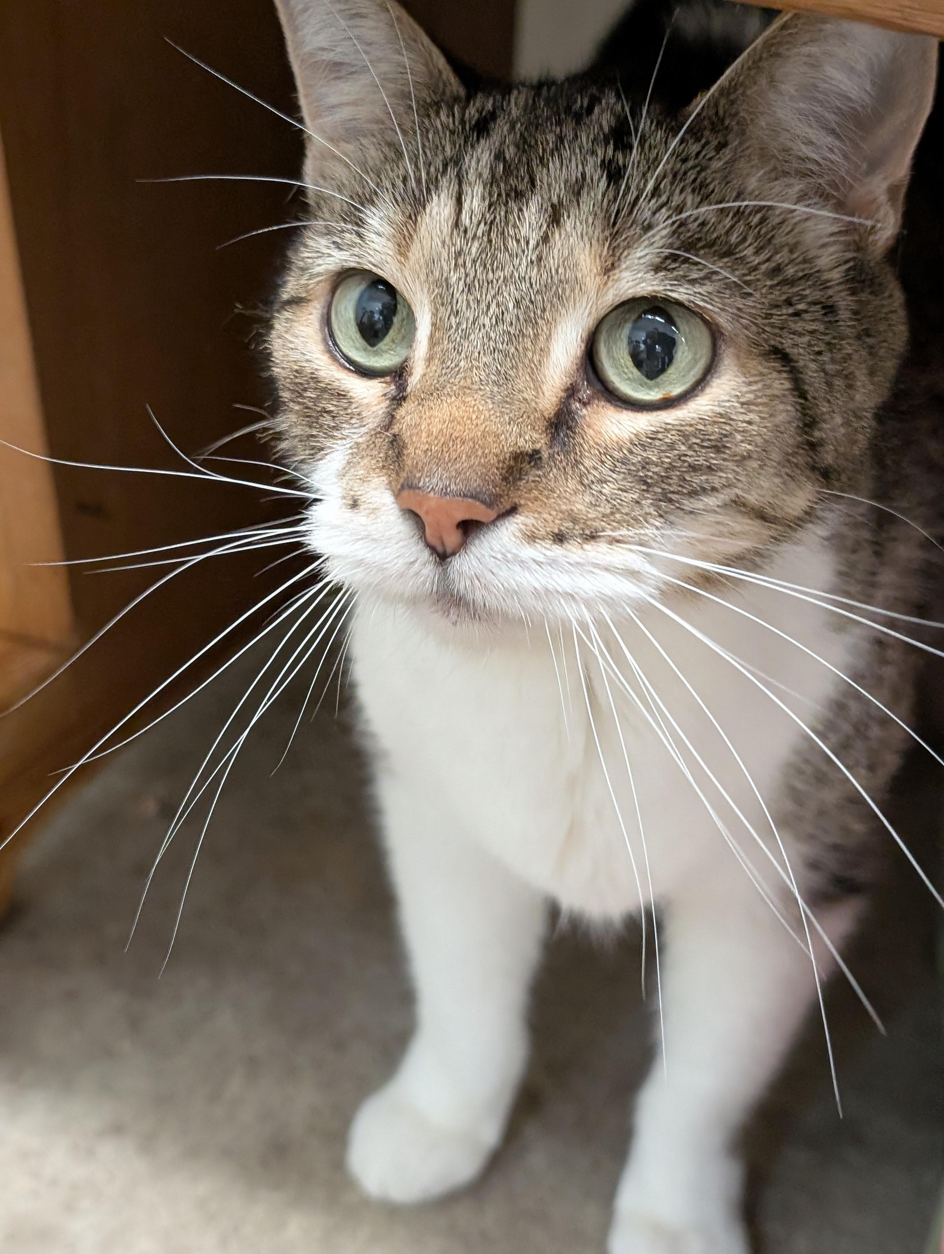 Enlarge Dixen, a ADOPTABLE Domestic Short Hair in Tilton, IL image 3/4