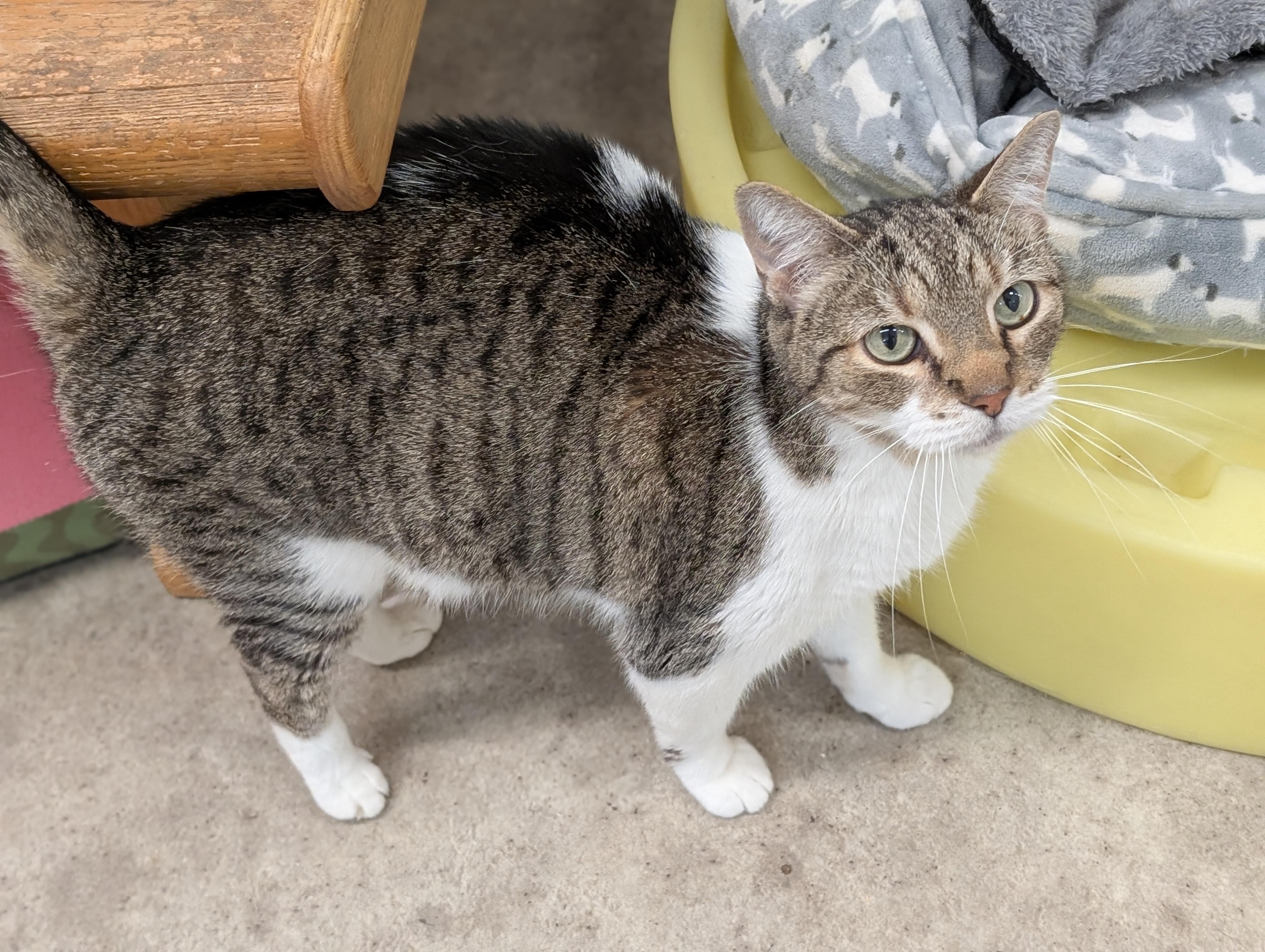 Dixen, ADOPTABLE, Adult Male Domestic Short Hair.