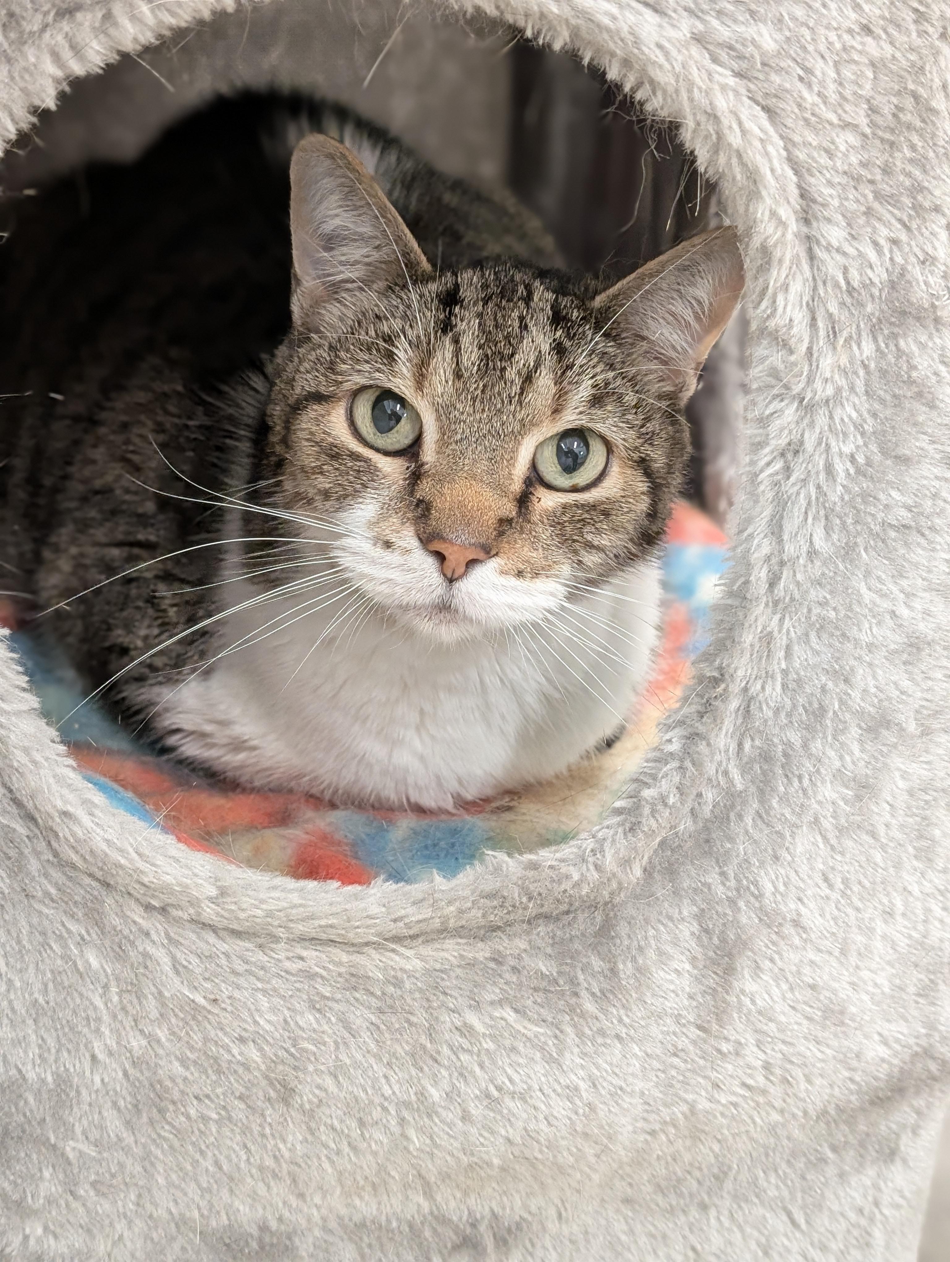 Enlarge Dixen, a ADOPTABLE Domestic Short Hair in Tilton, IL image 2/4