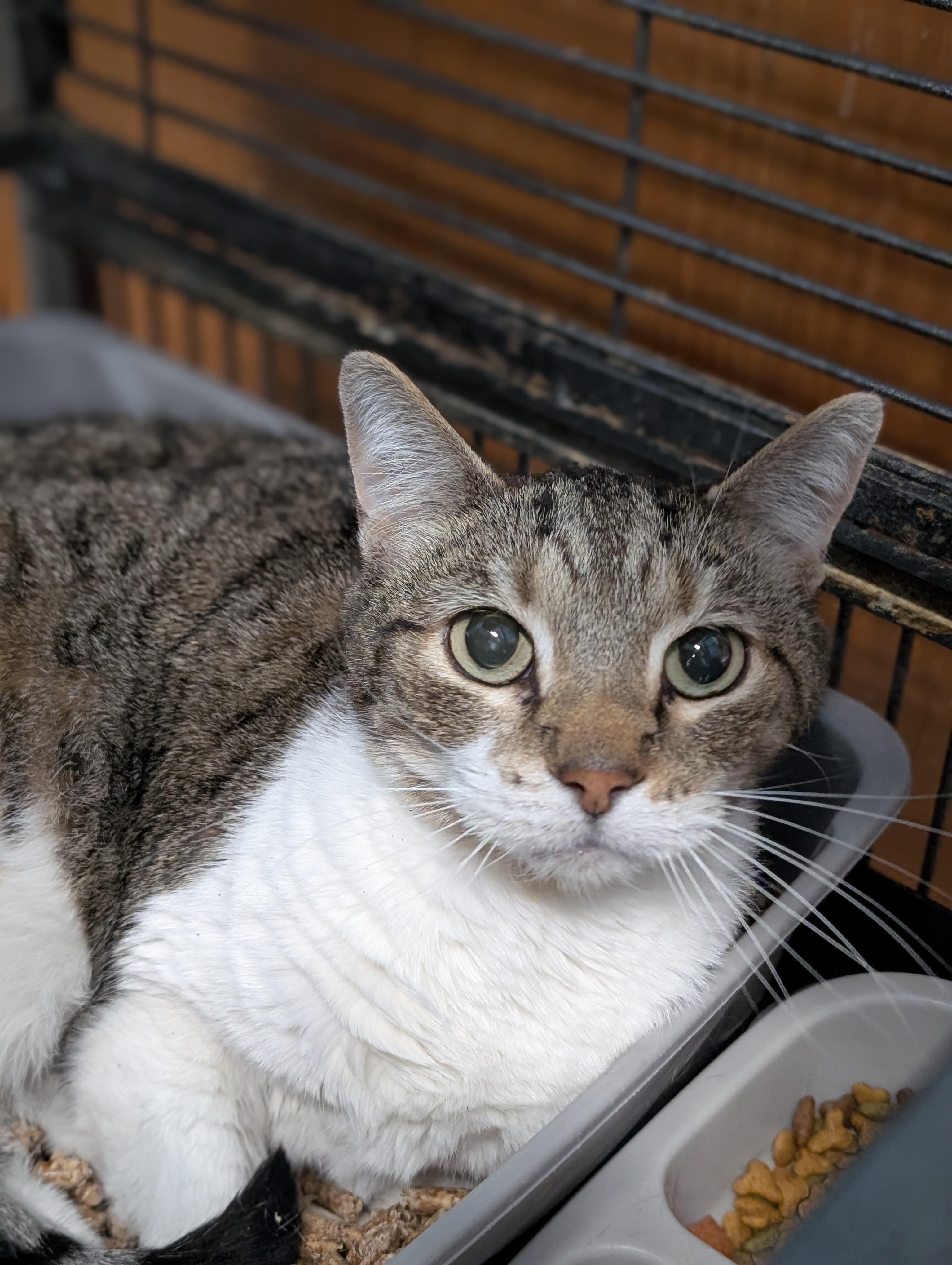 Enlarge Dixen, a ADOPTABLE Domestic Short Hair in Tilton, IL image 4/4