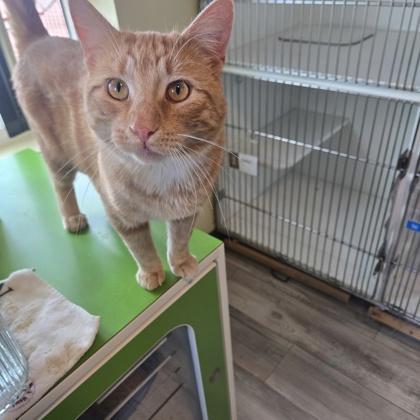 Ferdinand, Adoptable, Adult Male Domestic Short Hair & Domestic Short Hair.