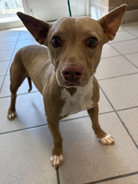 Ferngully, Adoptable, Adult Male Chihuahua.