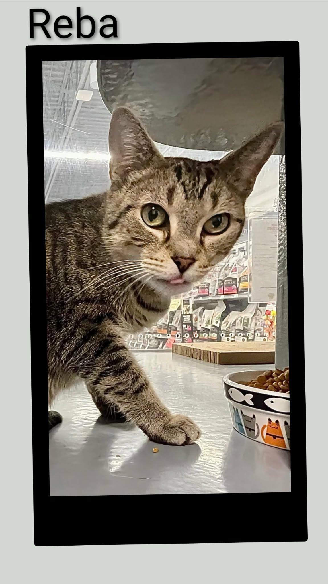 Reba, Adoptable, Young Female Domestic Short Hair.