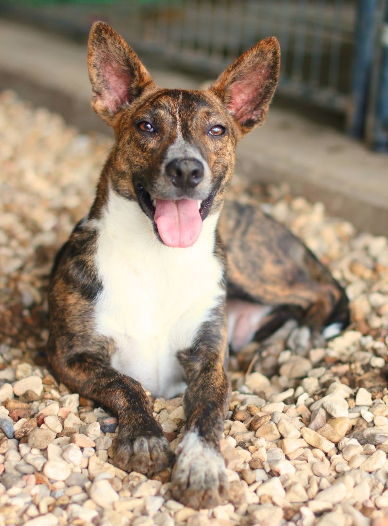 Ferris, an adoptable Mountain Cur in St. Clair, PA, 17970 | Photo Image 1