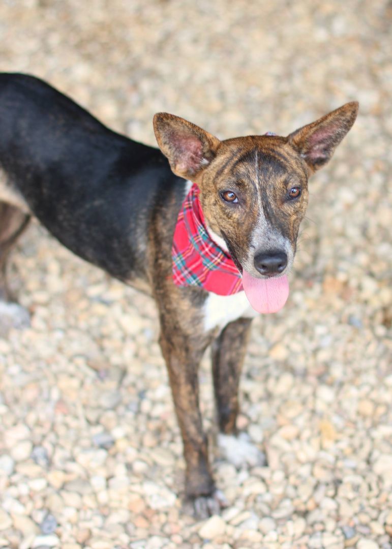 Ferris, a Adoptable mixed breed image 2/6