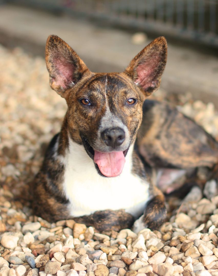 Ferris, an adoptable Mountain Cur in St. Clair, PA, 17970 | Photo Image 3