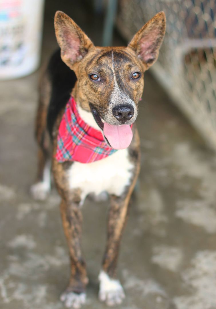 Ferris, a Adoptable mixed breed image 4/6