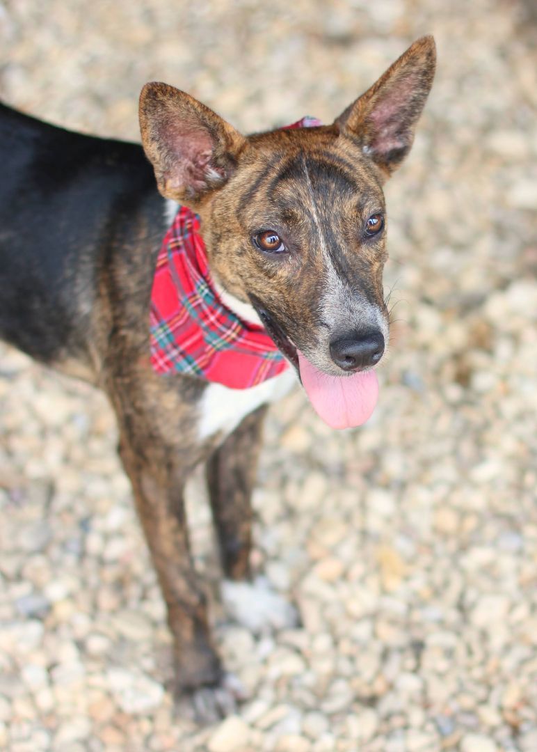 Ferris, a Adoptable mixed breed image 5/6