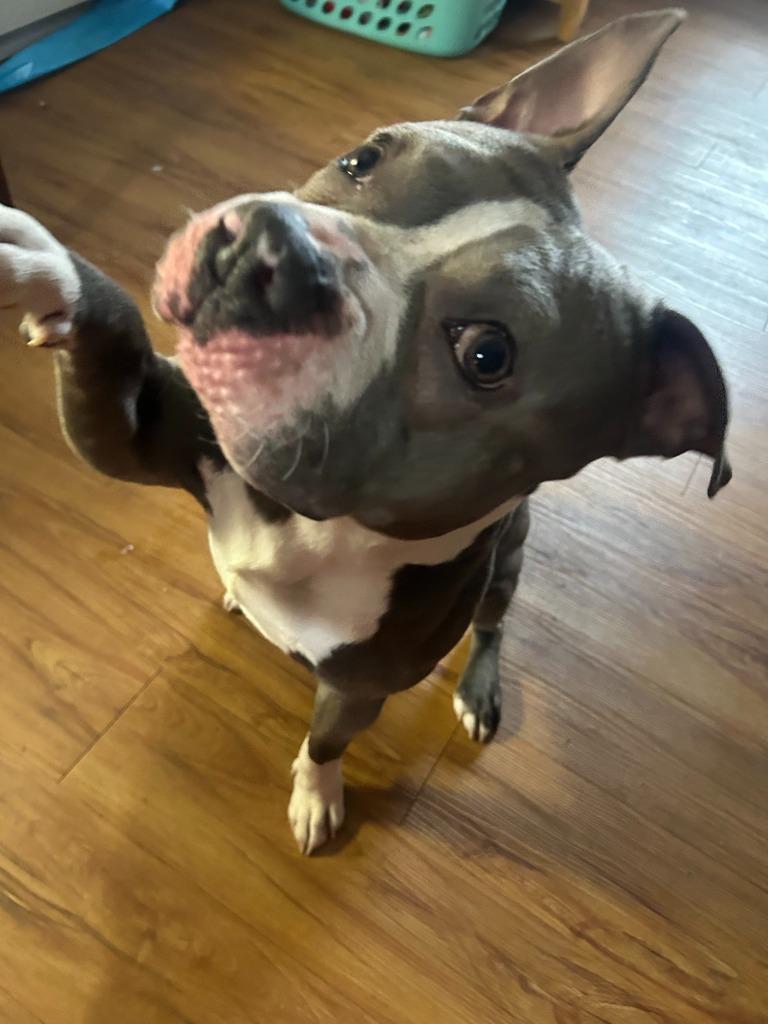 Buggzy, Adoptable, Adult Male Pit Bull Terrier & Mixed Breed.