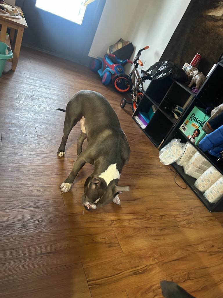 Buggzy, a Adoptable mixed breed in Peru, NY image 2/3