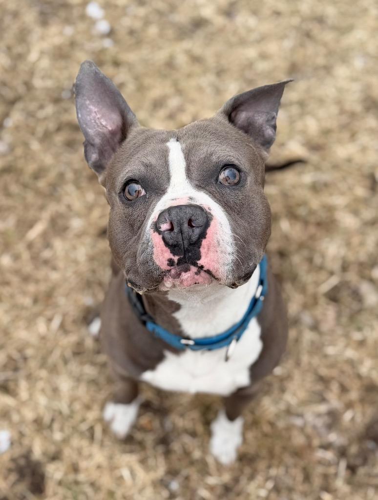 Enlarge Buggzy, a Adoptable mixed breed in Peru, NY image 4/6